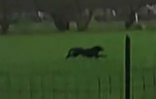 Mafia boss’s black panther escapes into southern Italian town